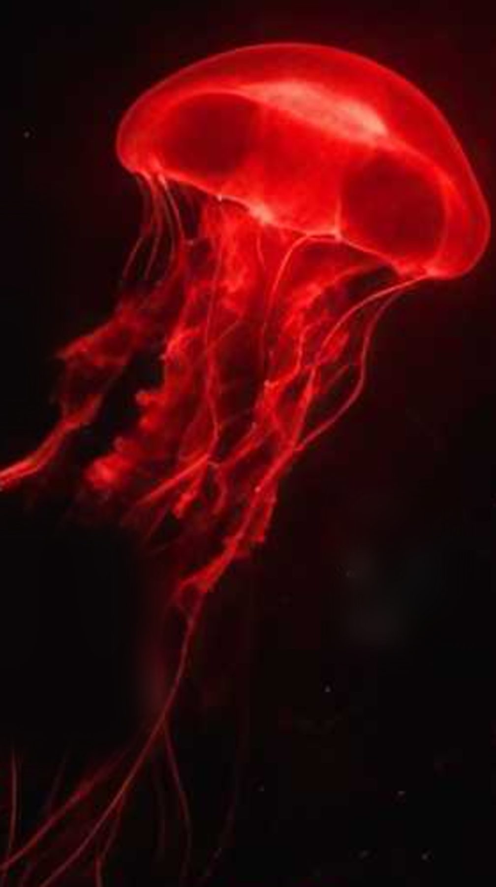 Méduse bioluminescente rouge